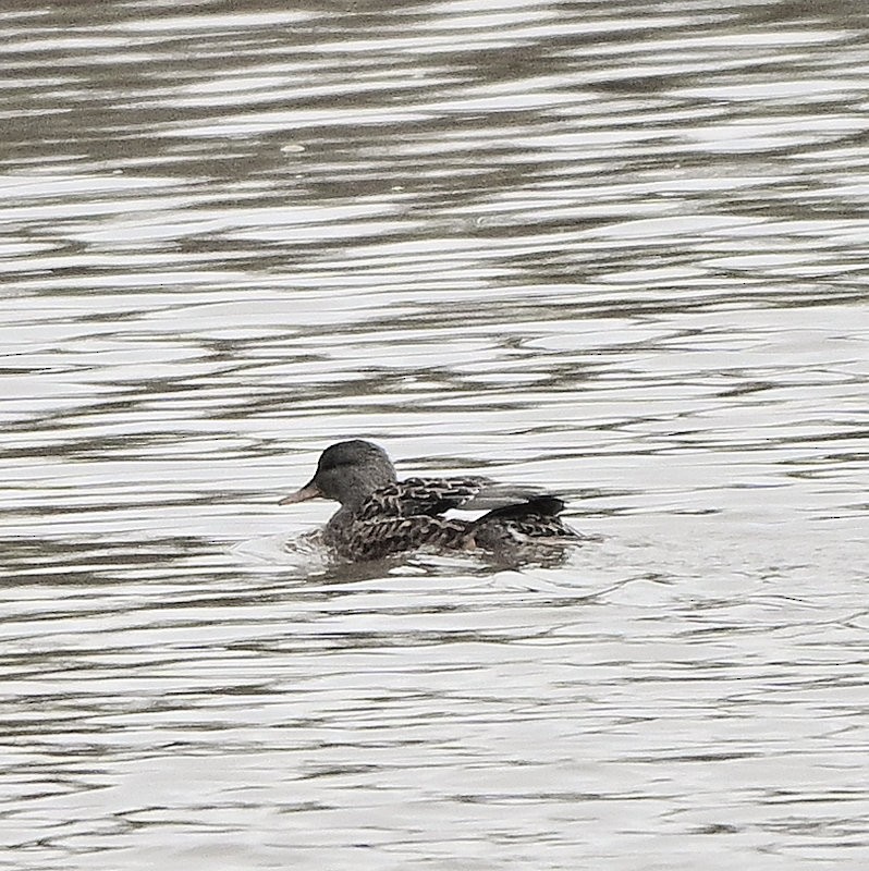 Gadwall - ML647172427