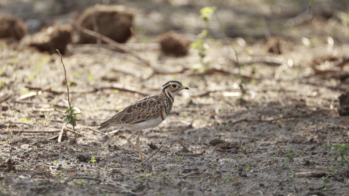 Three-banded Courser - ML647172429
