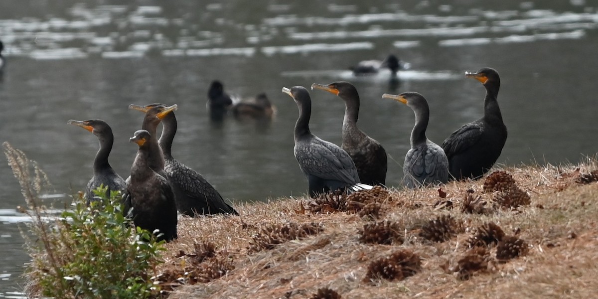 Cormoran à aigrettes - ML647172430