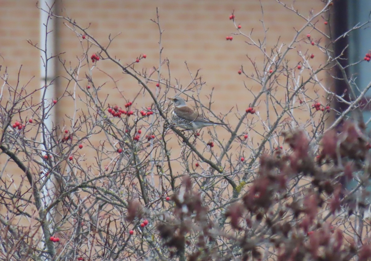 Fieldfare - ML647172431