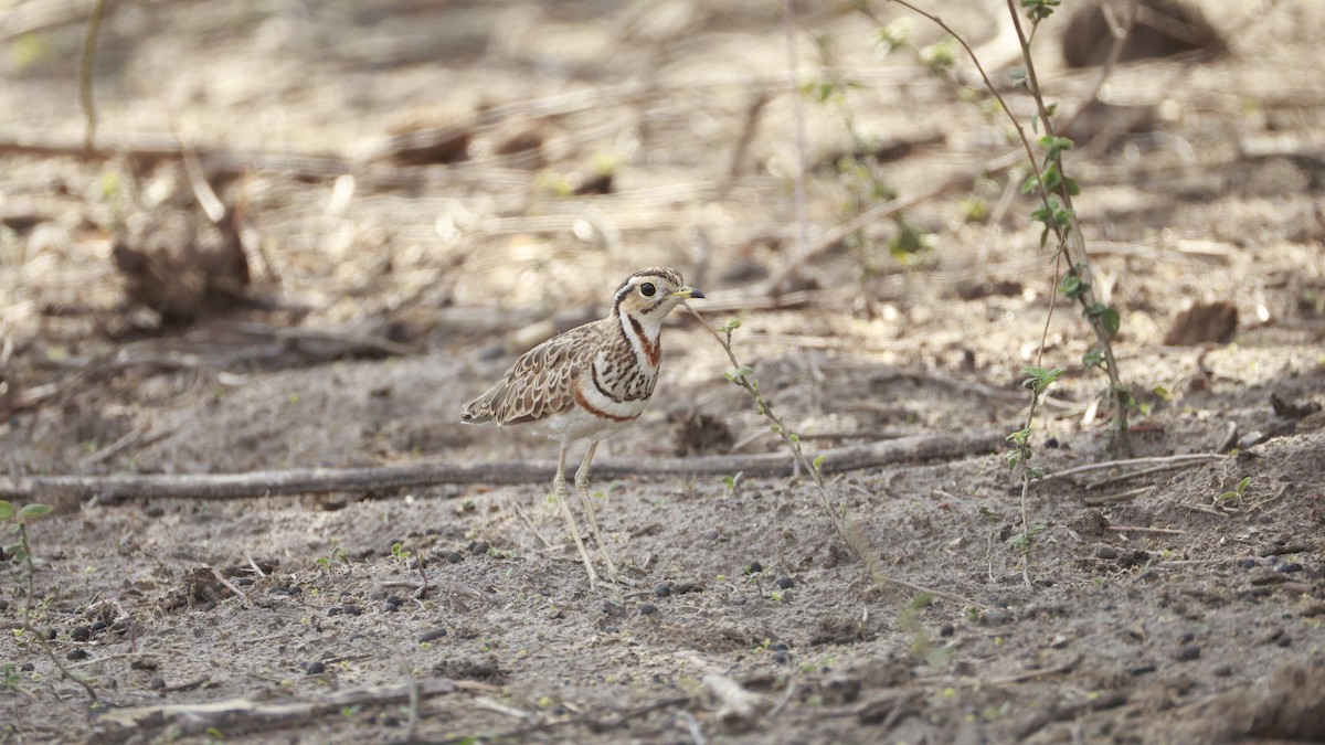 Three-banded Courser - ML647172440