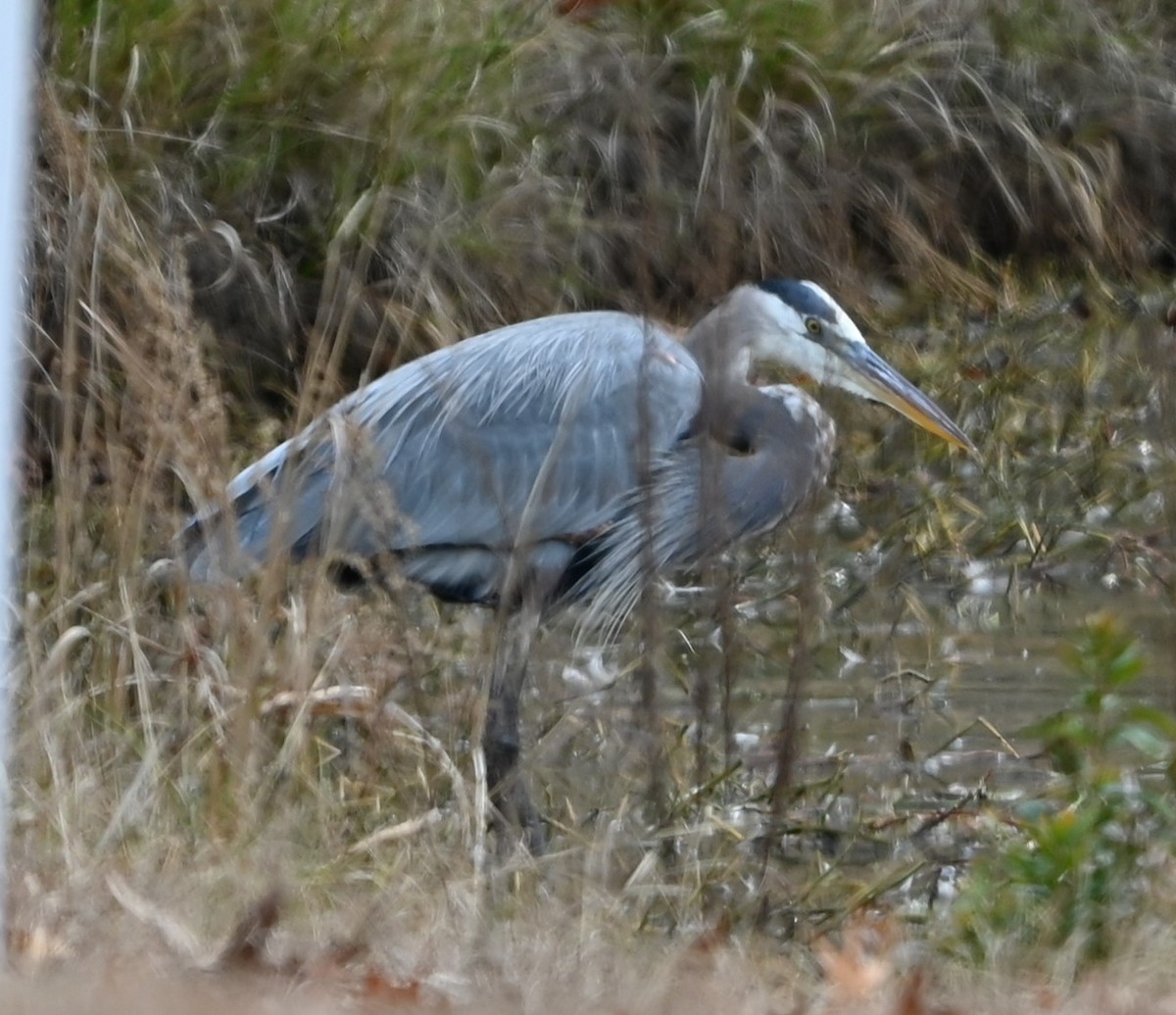 Great Blue Heron - ML647172441
