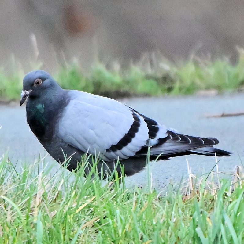 Голуб сизий (міський) - ML647172452