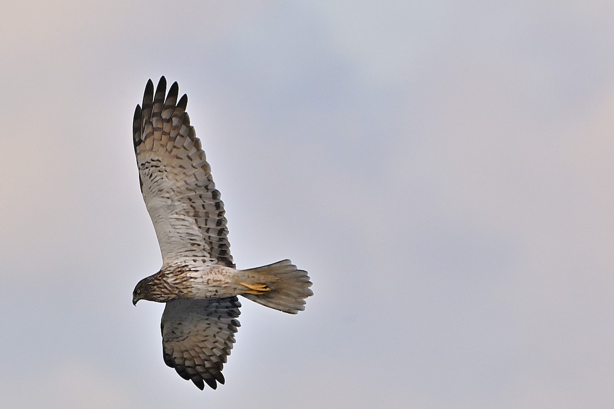 moták východní - ML647172456