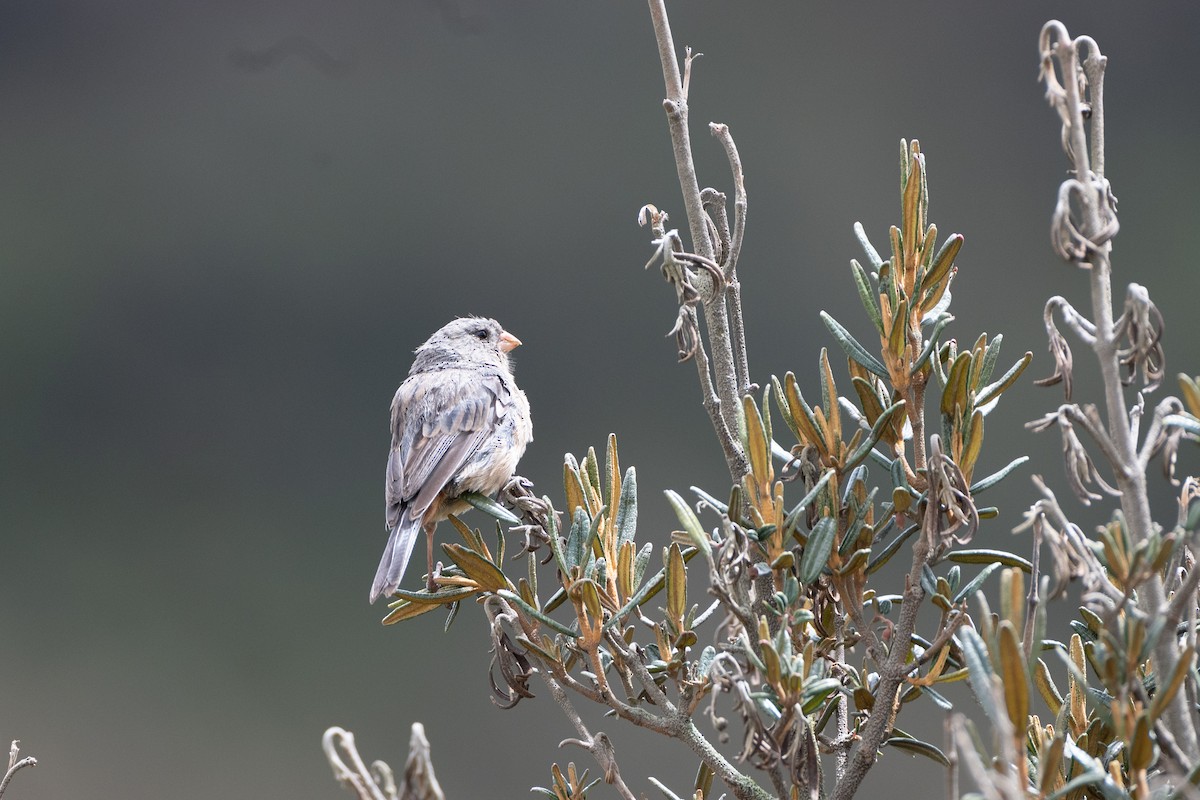 Plain-colored Seedeater - ML647172464