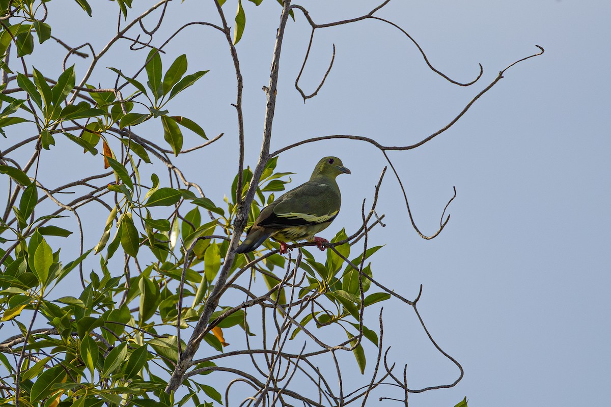 Pink-necked Green-Pigeon - ML647172465