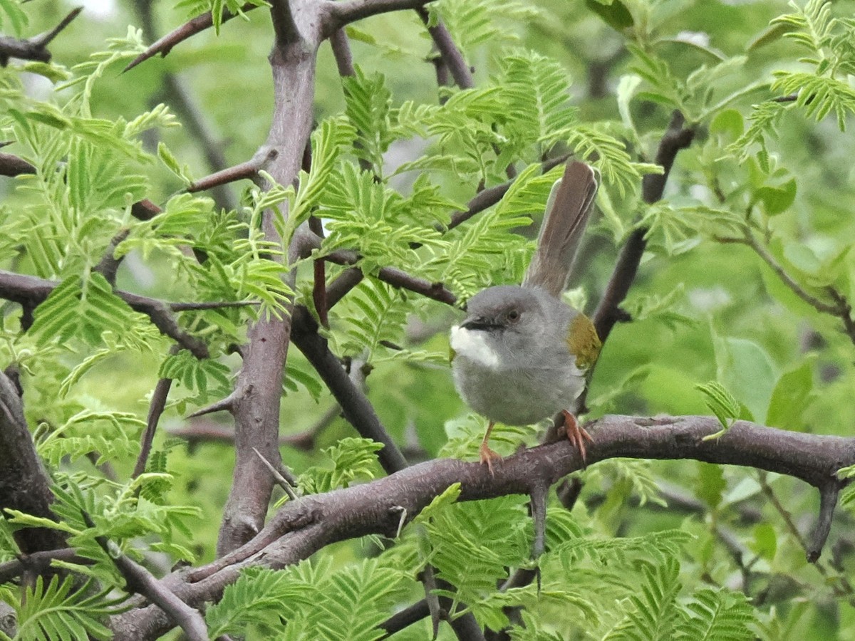 Green-backed Camaroptera (Gray-backed) - ML647172469