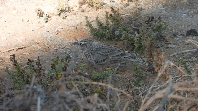 Crested Lark (Crested) - ML647172474