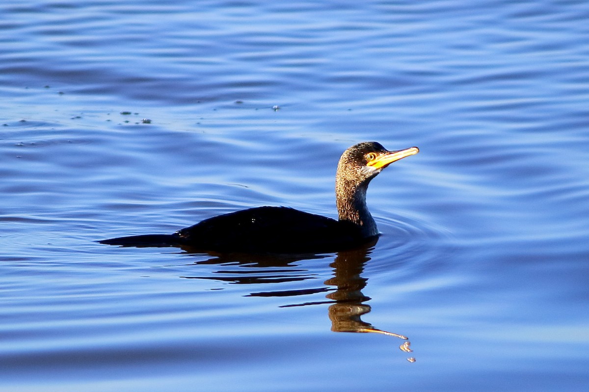 European Shag - ML647172480