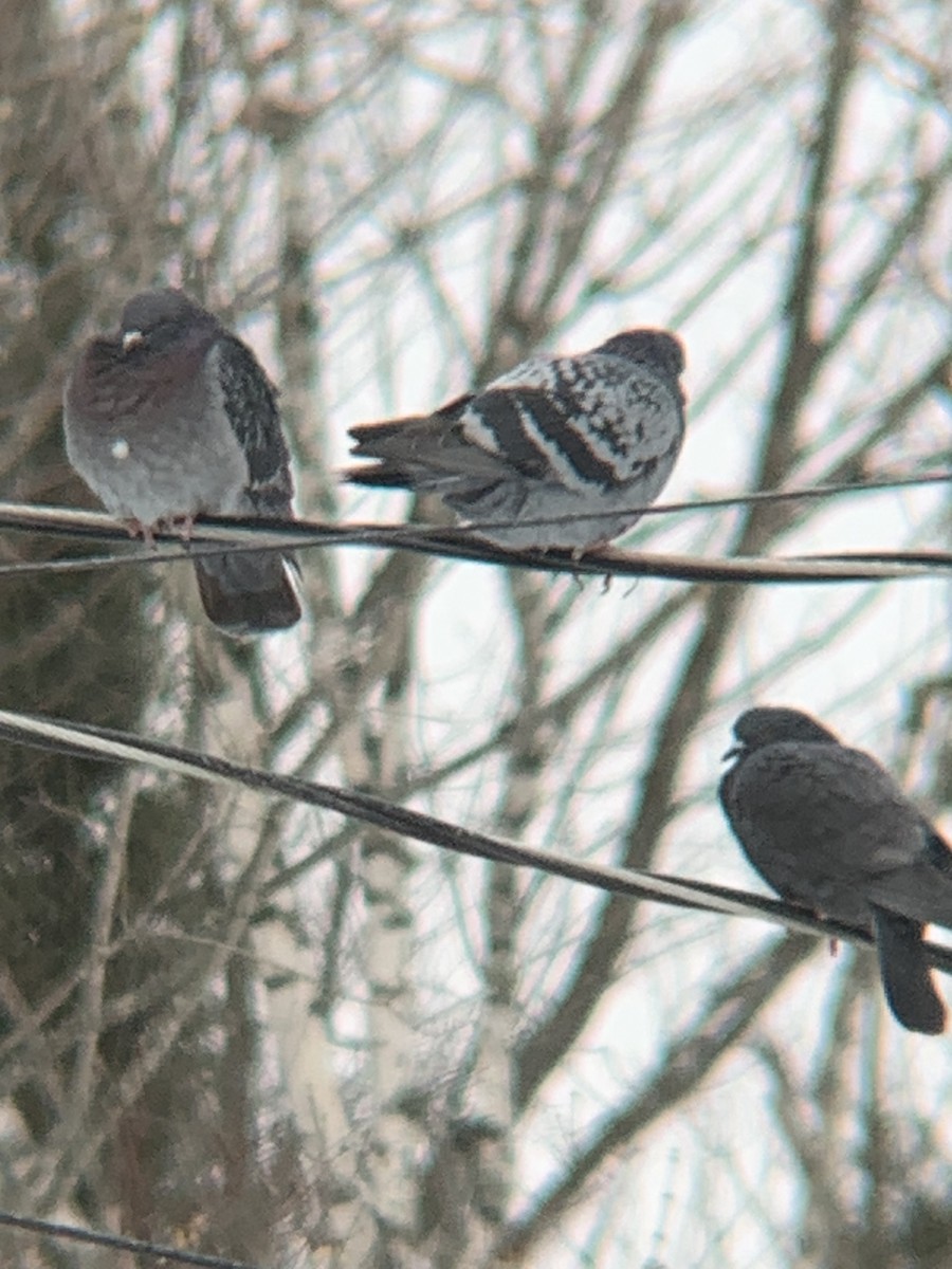 Голуб сизий (міський) - ML647172482