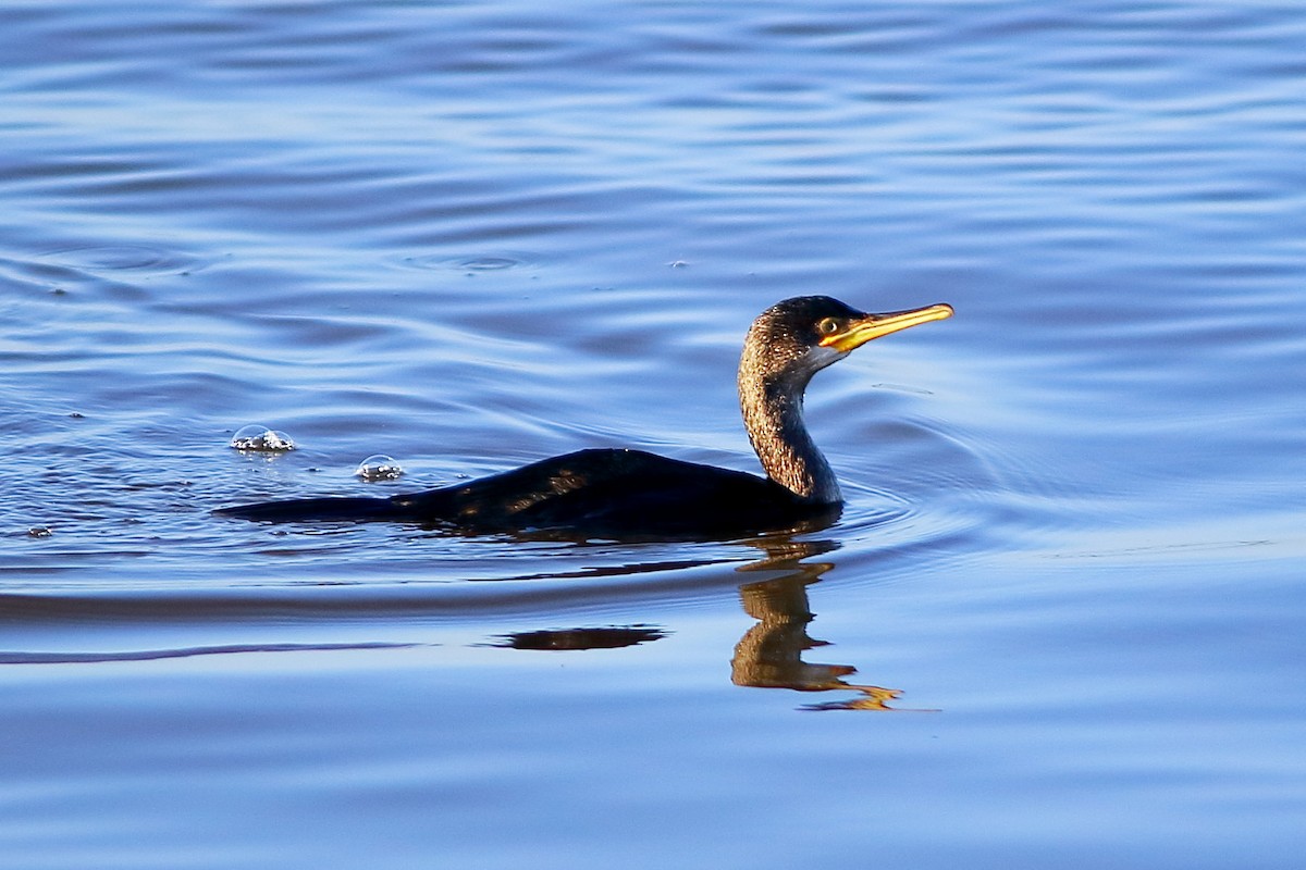 European Shag - ML647172483