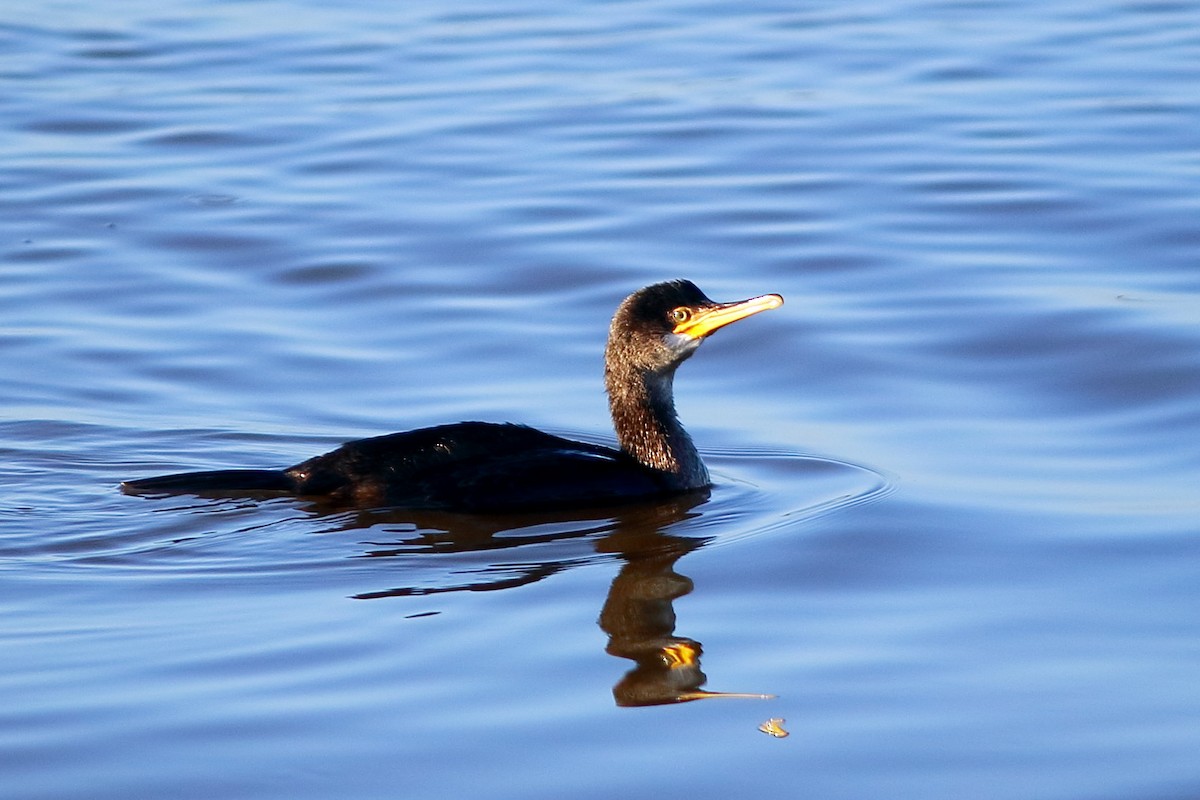 European Shag - ML647172486