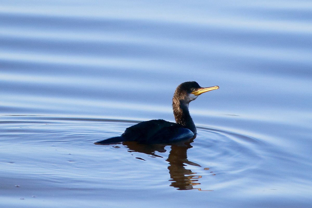 European Shag - ML647172488