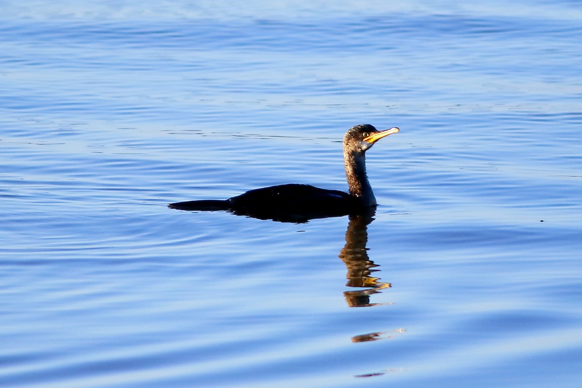 European Shag - ML647172490