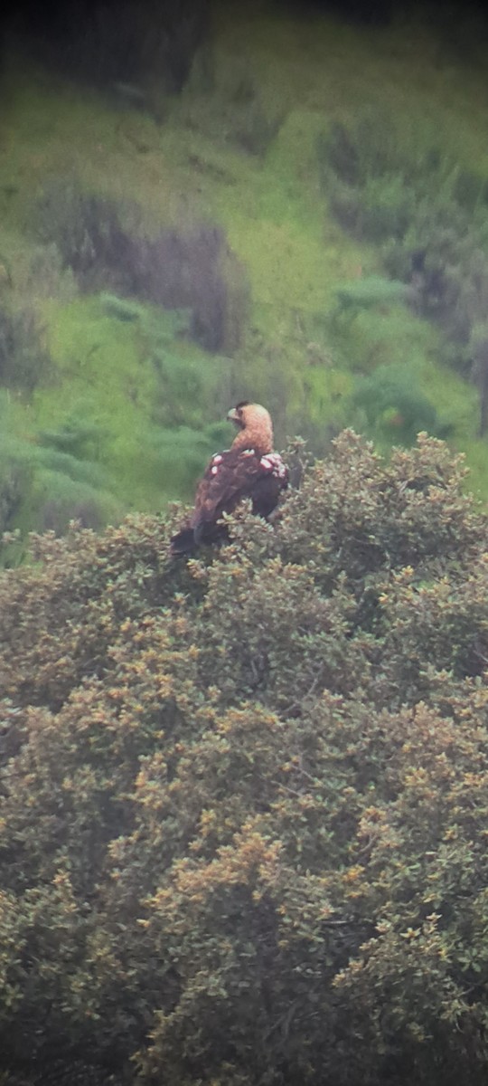 Spanish Eagle - ML647172491