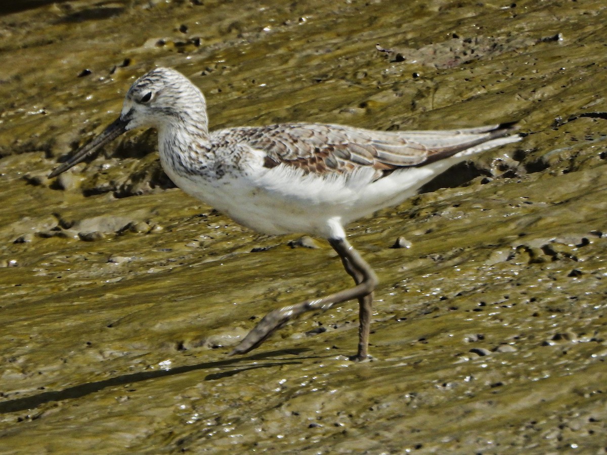 vodouš šedý - ML647172494