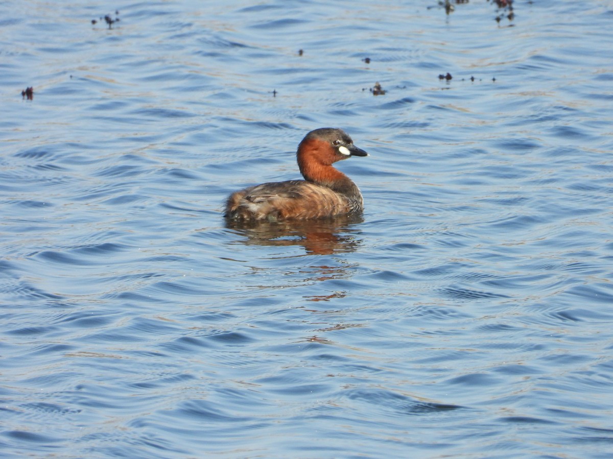 Little Grebe (Little) - ML647172495