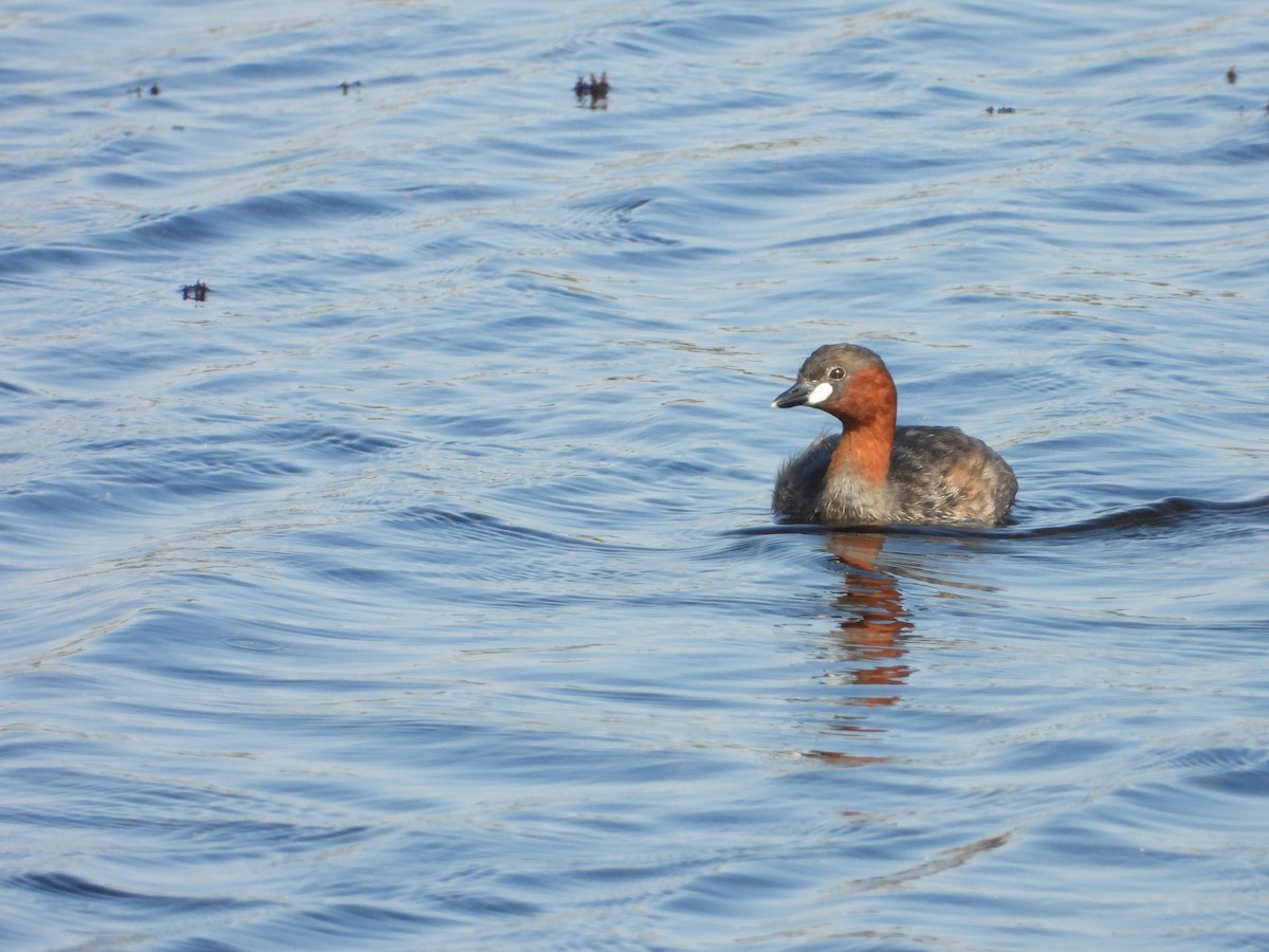 Little Grebe (Little) - ML647172496