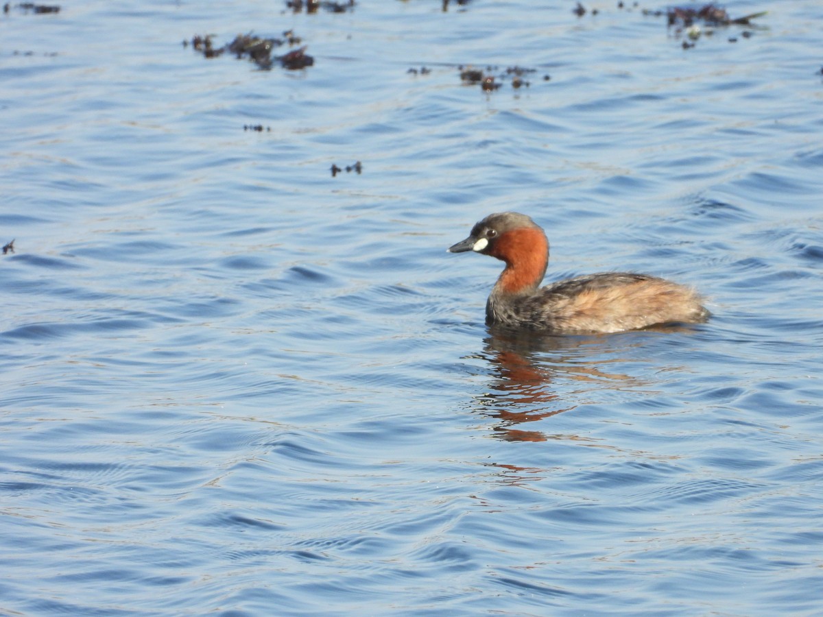 Little Grebe (Little) - ML647172497