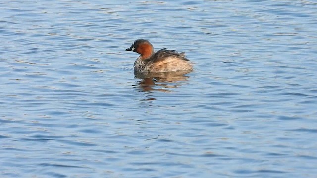 Little Grebe (Little) - ML647172500