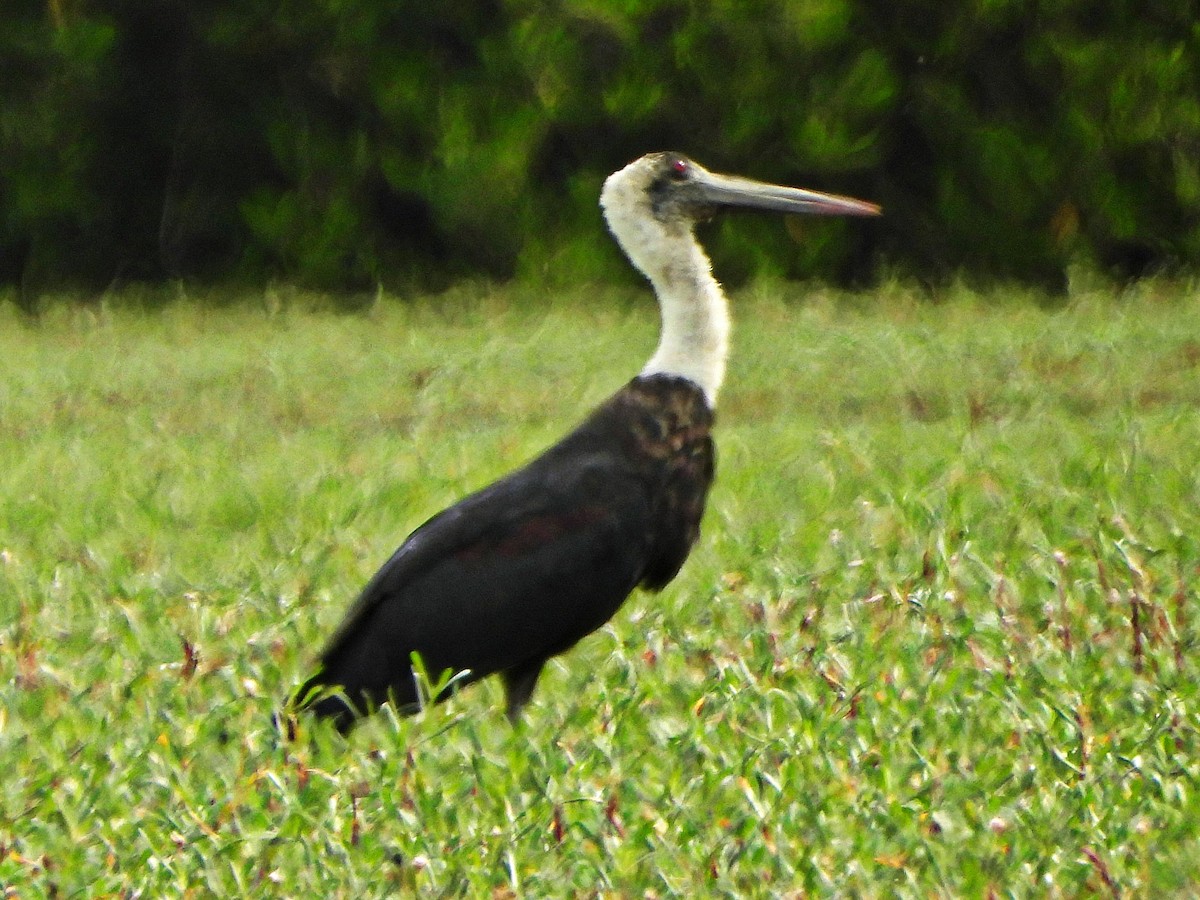 čáp černočelý - ML647172504