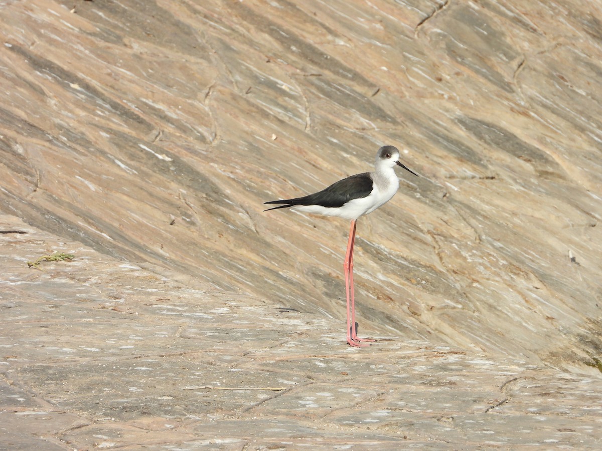Black-winged Stilt - ML647172506