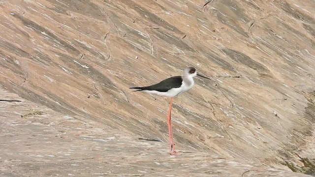 Black-winged Stilt - ML647172508