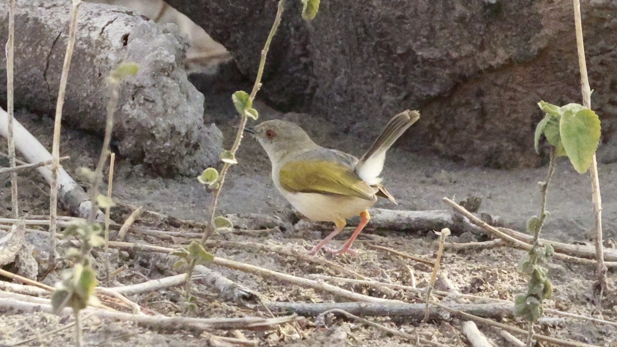 Green-backed Camaroptera (Gray-backed) - ML647172510