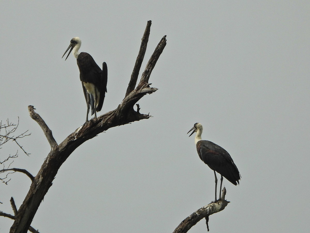 čáp černočelý - ML647172512