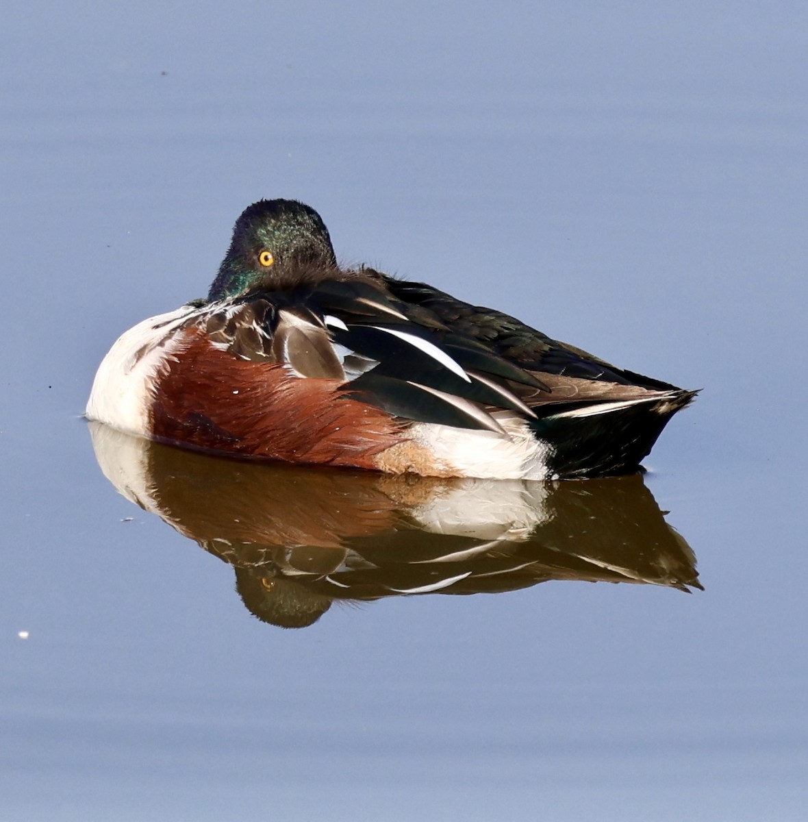 Cuchara Común - ML647172522