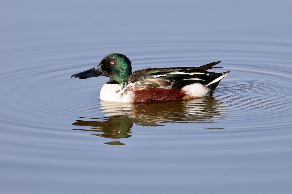 Cuchara Común - ML647172523