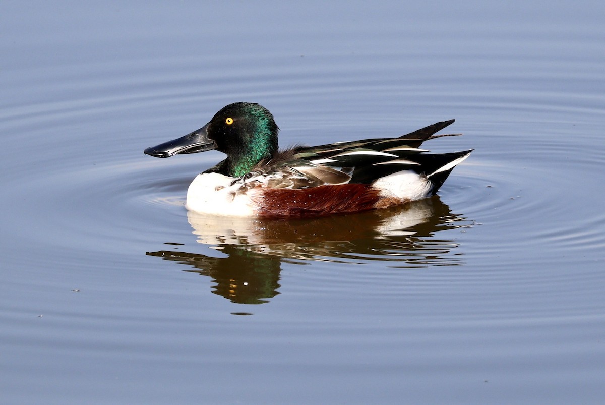 Cuchara Común - ML647172524