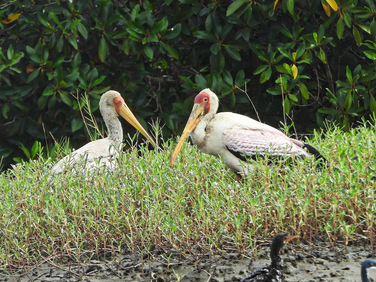 nesyt africký - ML647172537