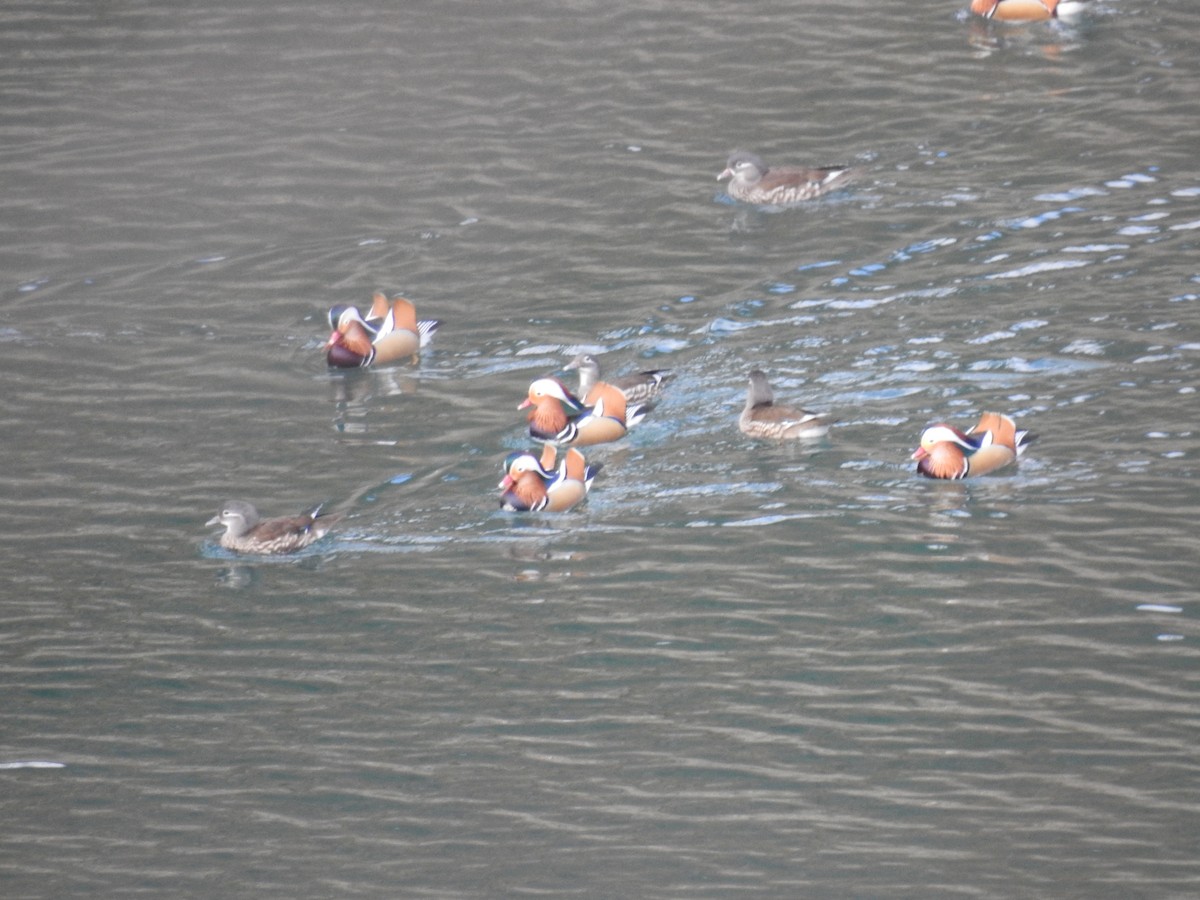 Mandarin Duck - ML647172555