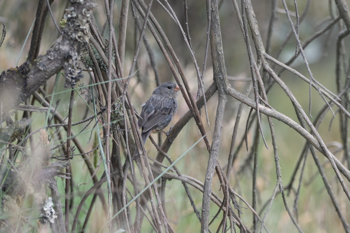 Plain-colored Seedeater - ML647172556