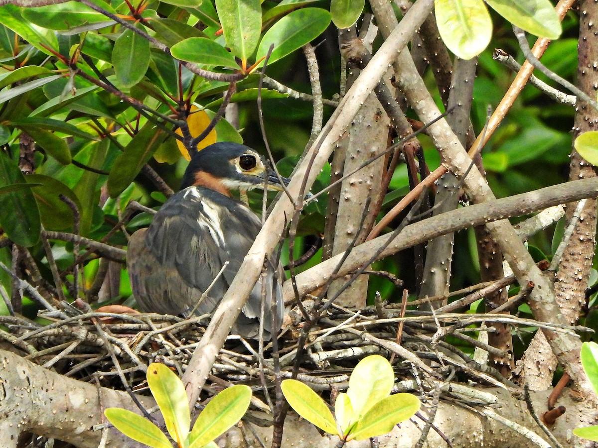 kvakoš africký - ML647172558