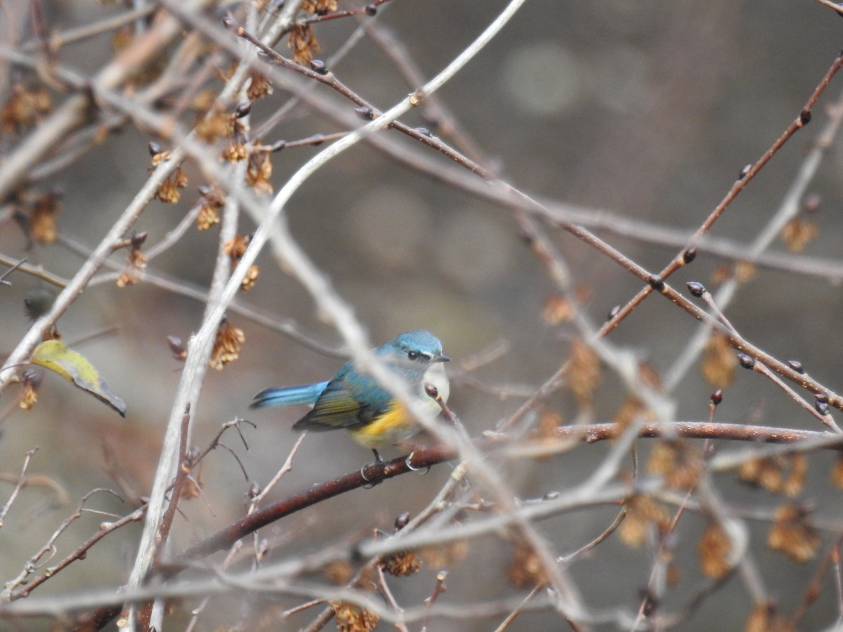 Red-flanked Bluetail - ML647172567