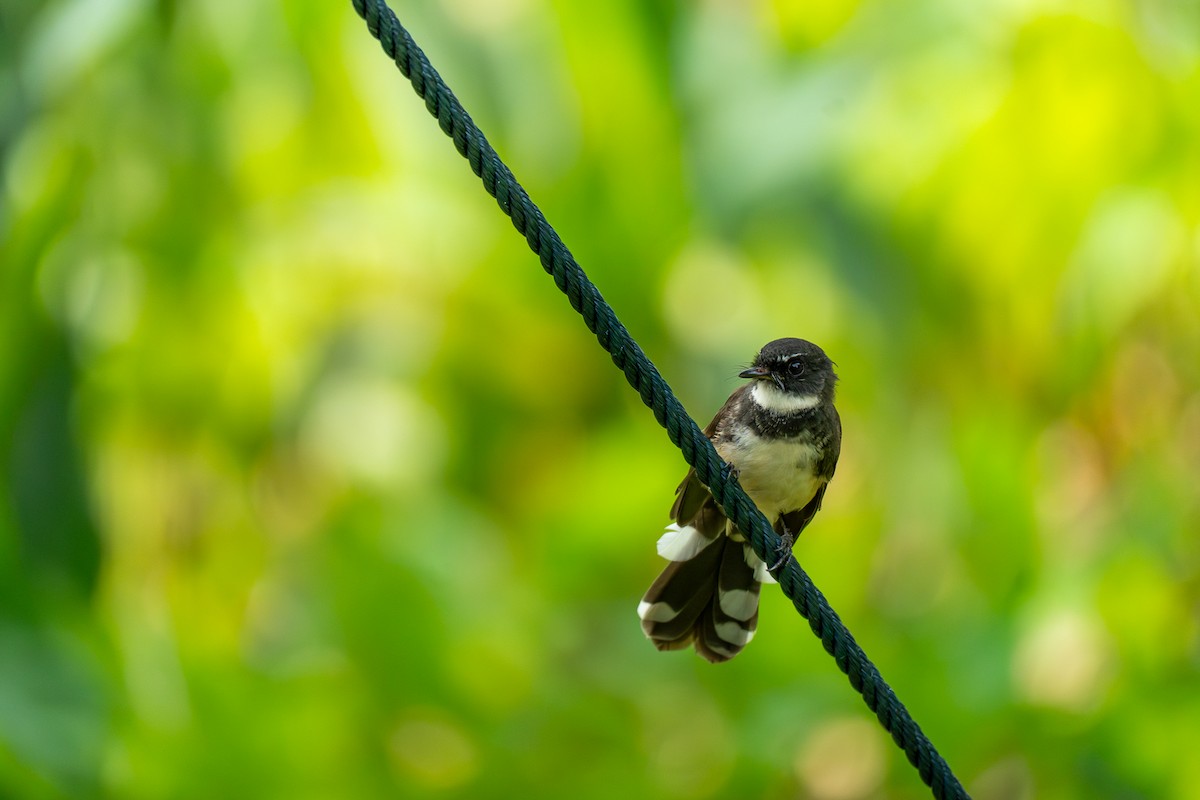 Büyük Boz Katmerkuyruk - ML647172570