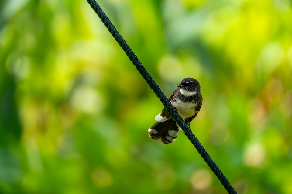 Büyük Boz Katmerkuyruk - ML647172571