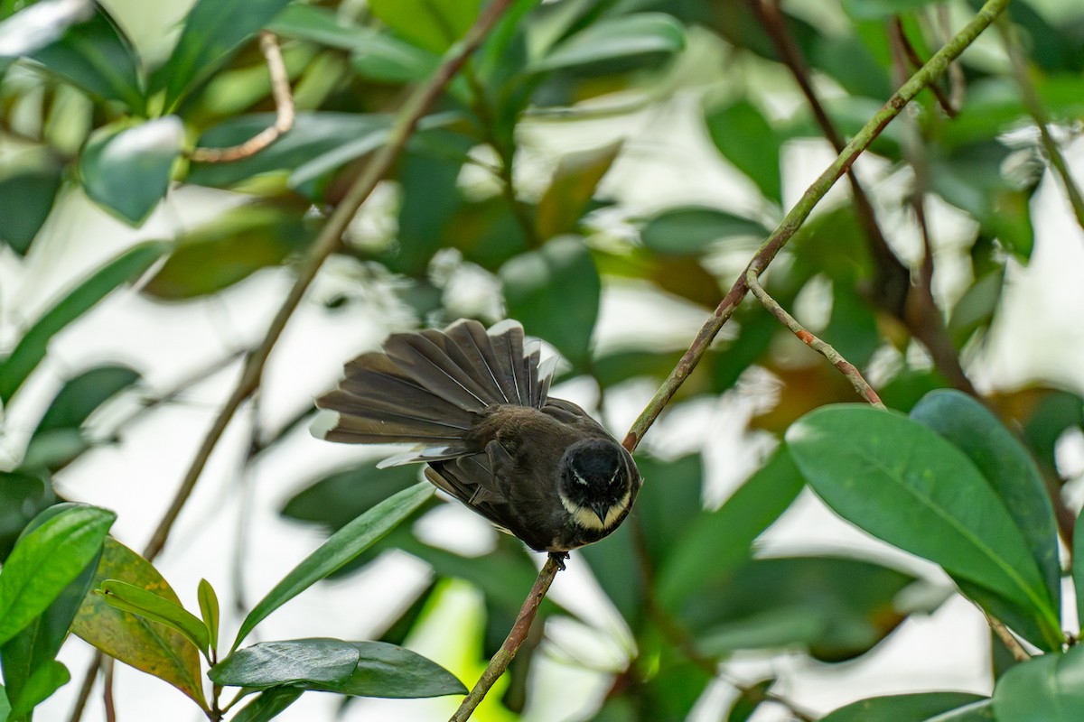 Büyük Boz Katmerkuyruk - ML647172572