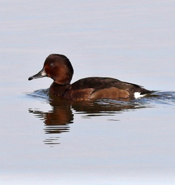 Ferruginous Duck - ML647172573