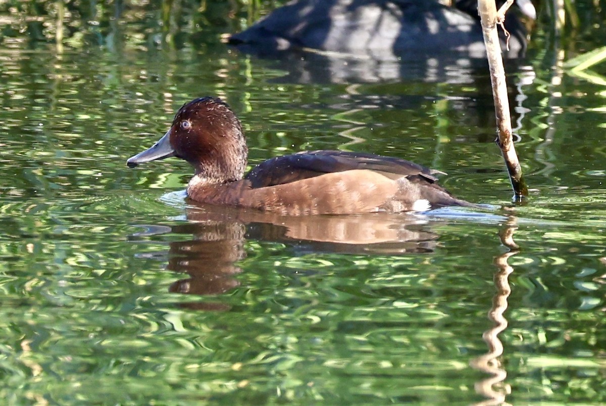 Ferruginous Duck - ML647172574