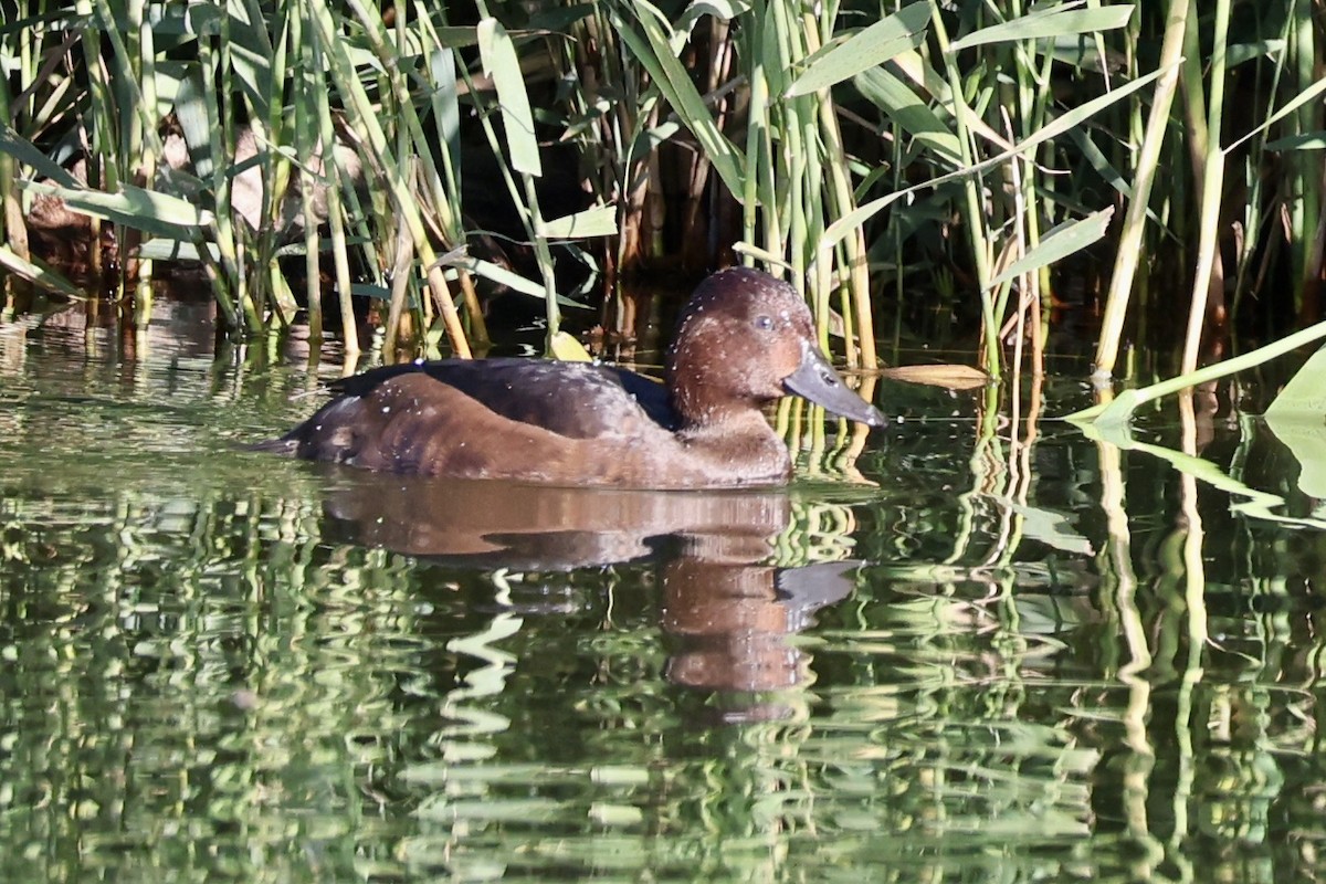 Ferruginous Duck - ML647172575