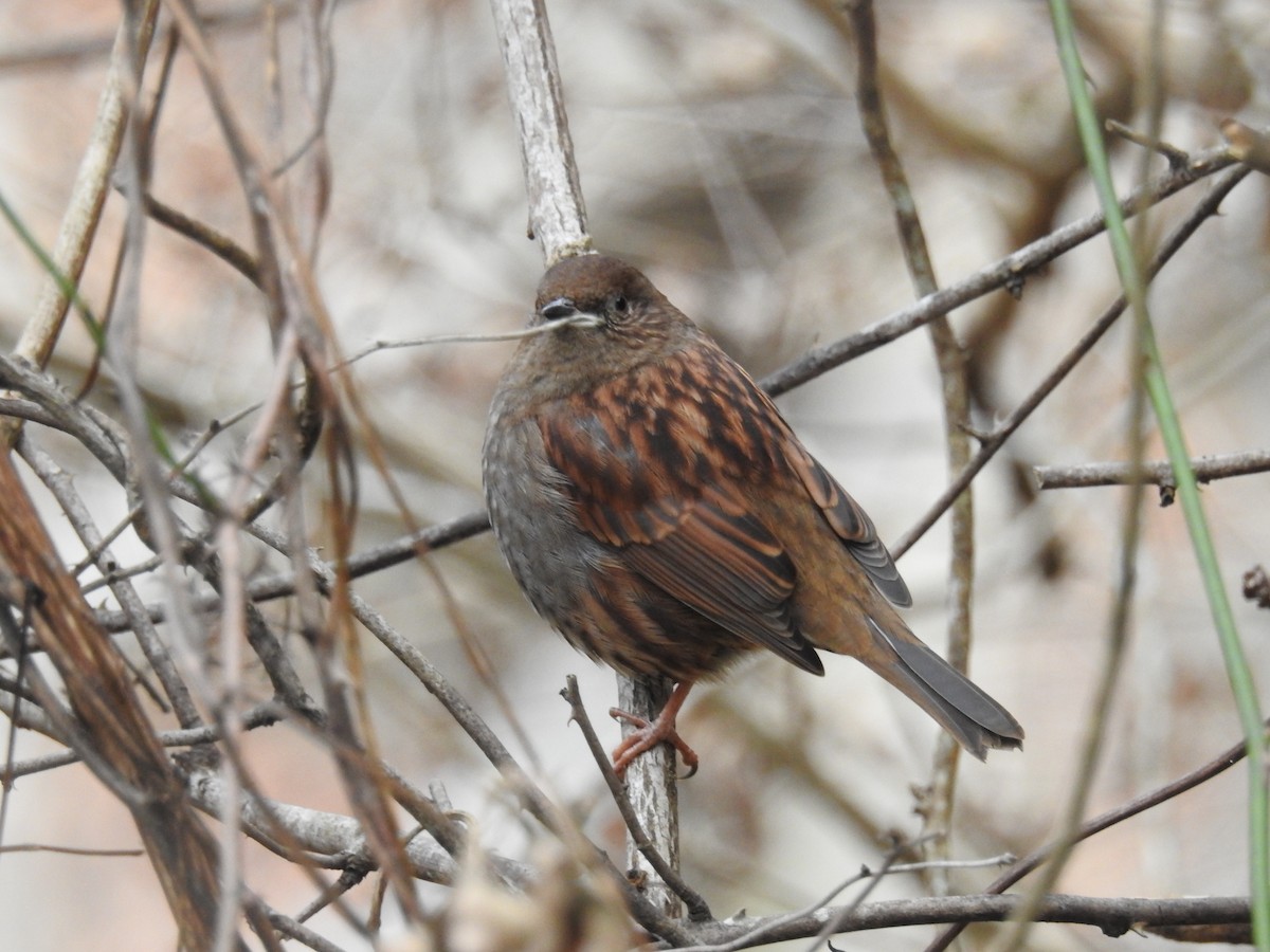 Japanese Accentor - ML647172576