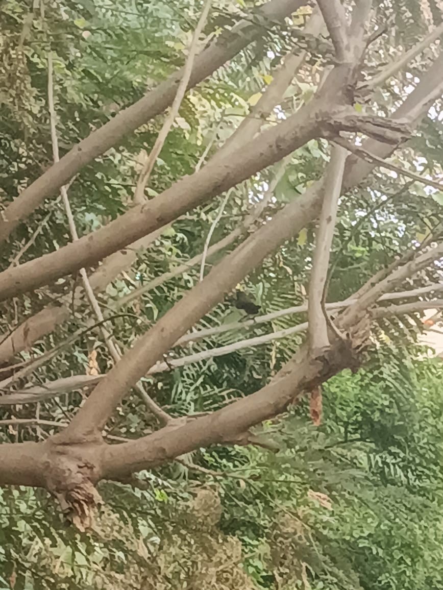 White-rumped Munia - ML647172577