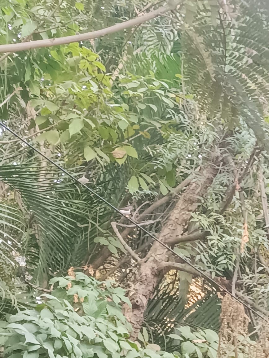 White-rumped Munia - ML647172578