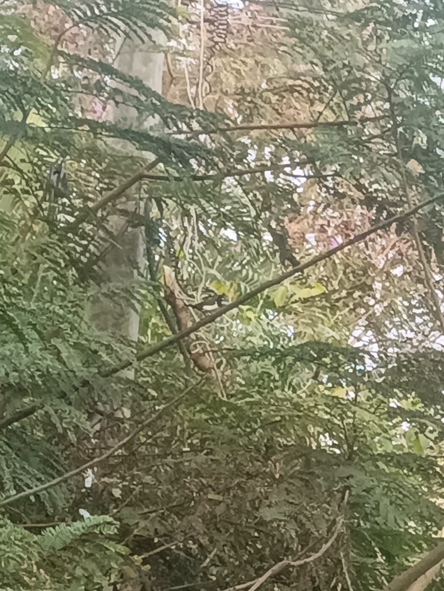 White-rumped Munia - ML647172579