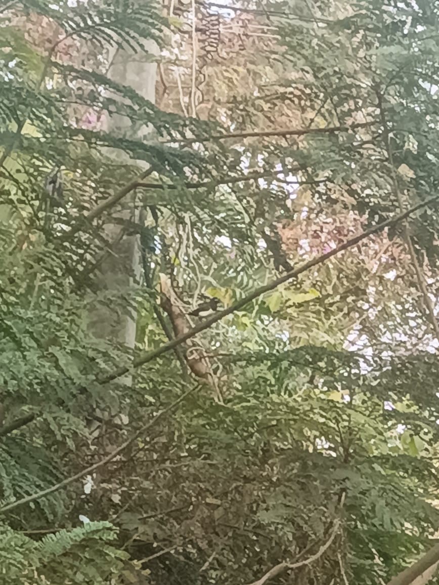 White-rumped Munia - ML647172580