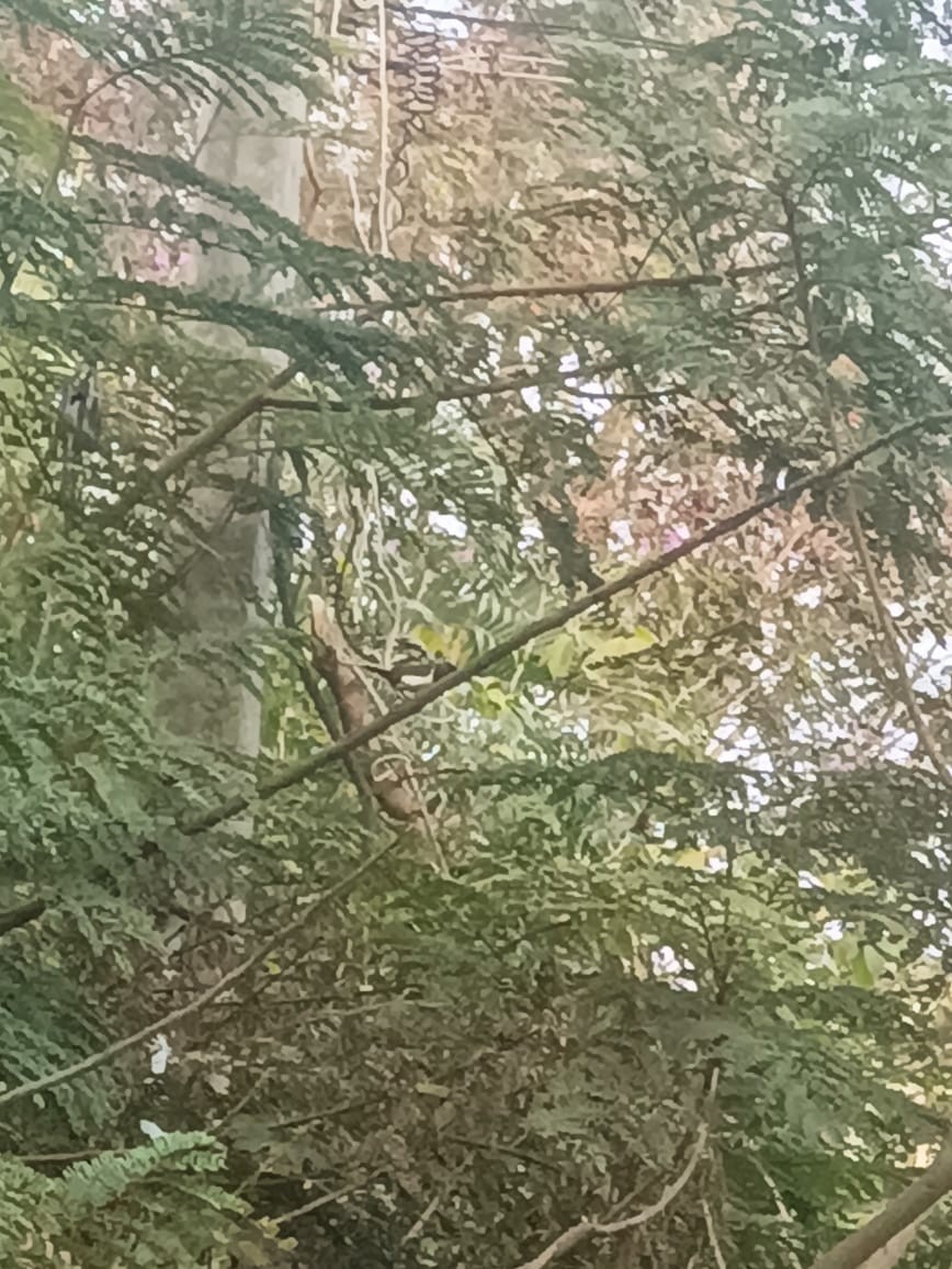 White-rumped Munia - ML647172581