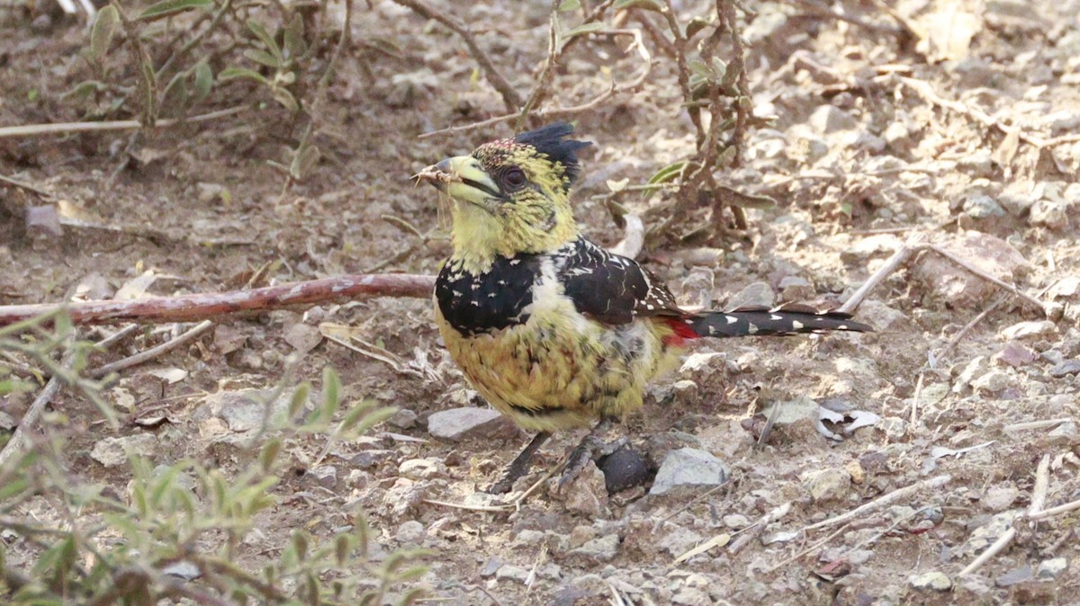 Crested Barbet - ML647172582